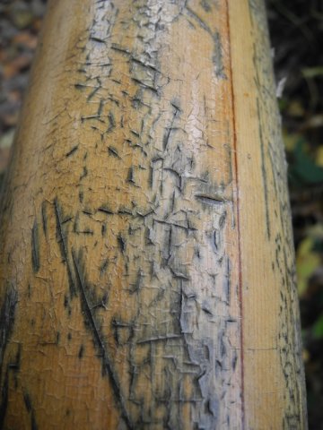 Jacaranda Mast nach dem Kauf